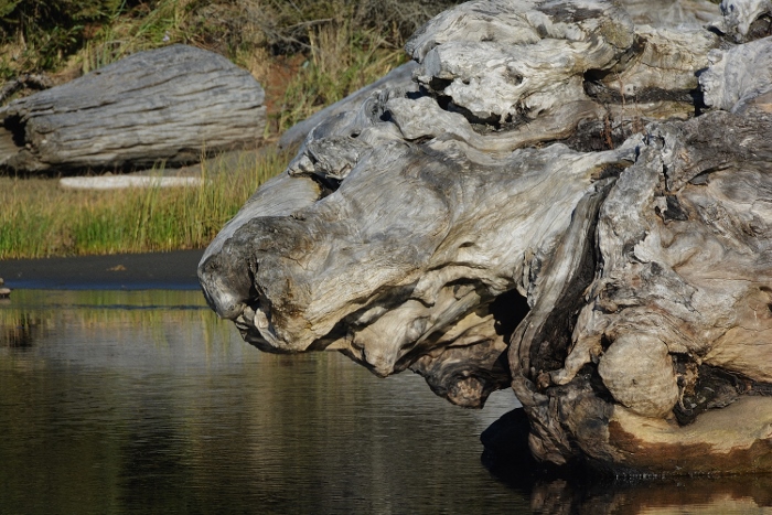 driftwood shaped like lion's head